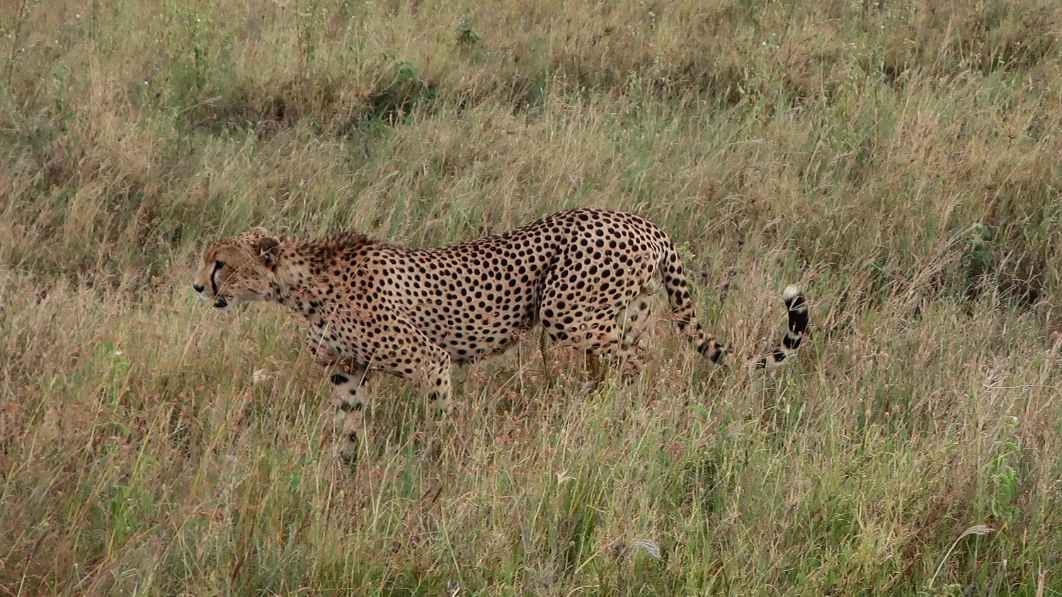 Moving Cheetah
